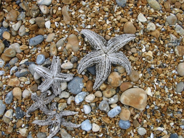 Photo 6"x4" Dead starfish on the beach near Deal Sandwich Bay Estate c2008