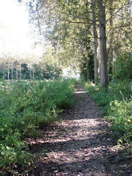Photo 6"x4" Footpath to Lamas Buxton\/TG2322 c2008