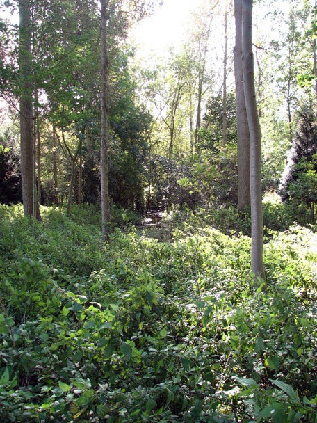 Photo 6"x4" Long Plantation Buxton\/TG2322 c2008