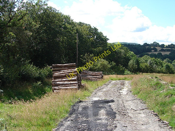 Photo 6"x4" Log Pile Pandy\/SH9004 c2007