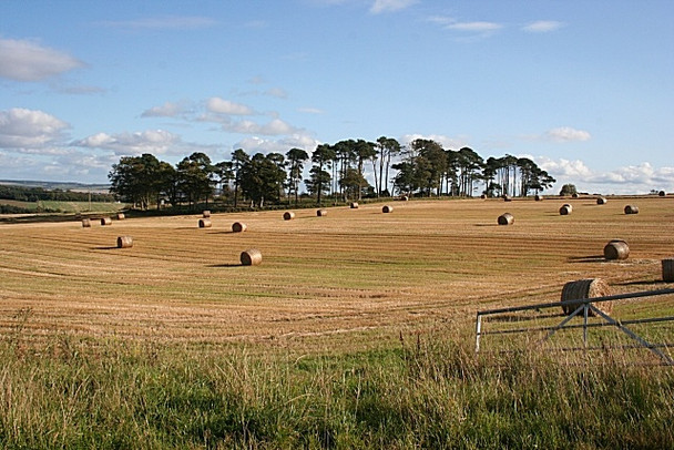 Photo 6"x4" White Hill Bogton\/NJ6751 c2008