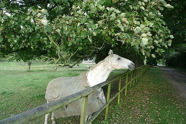 Photo 6"x4" Happy to see me? Fosbury\/SU3158 c2008