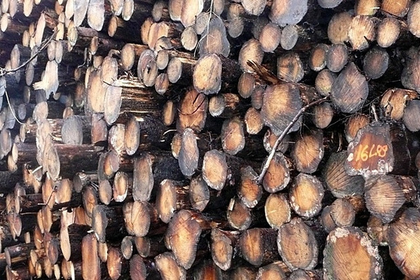 Photo 6"x4" More timber Pontsticill c2008