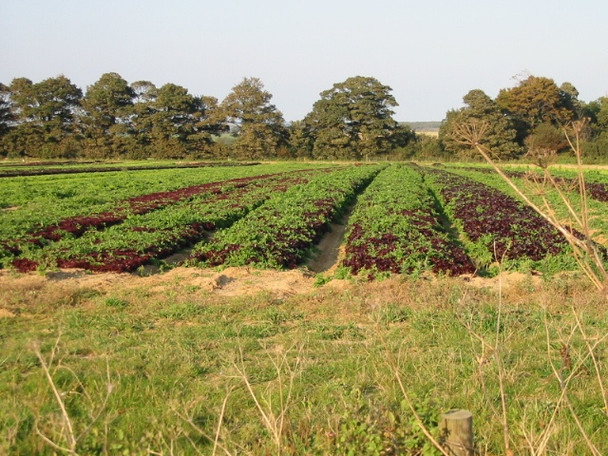 Photo 6"x4" Field of lettuce from Northbourne Road Great Mongeham c2008