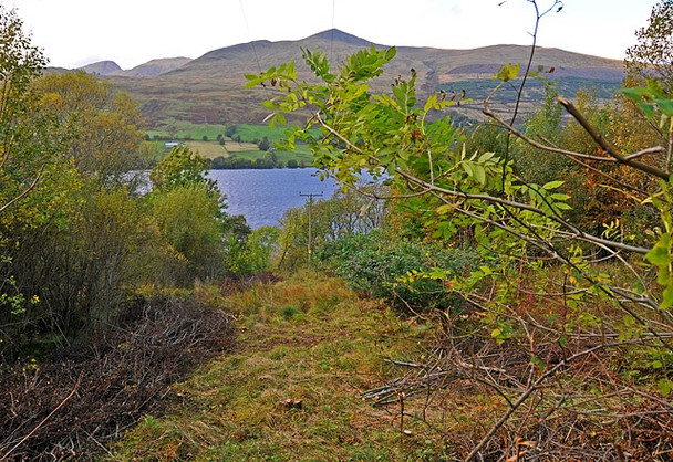 Photo 6"x4" Rough Woodland near Shenlarich Ardtalnaig c2008
