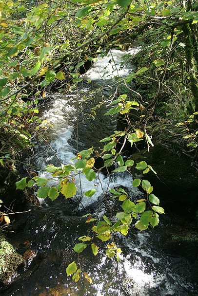 Photo 6"x4" Lydford: Willsworthy Brook Horndon c2008