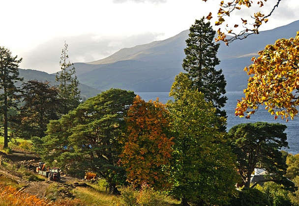 Photo 6"x4" Trees at the eastern end of Loch Tay Kenmore\/NN7745 c2008