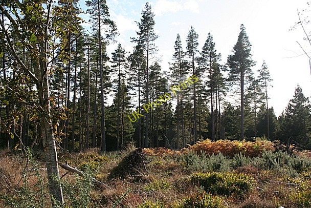 Photo 6"x4" Forest Clearing Woodside\/NJ0555 c2008