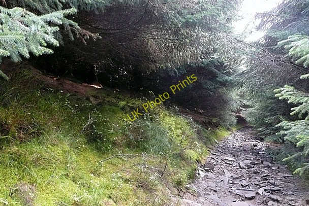 Photo 6"x4" Track in the forest Mountain Ash\/Aberpennar c2008