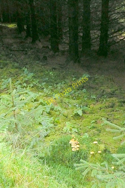 Photo 6"x4" Forest carpet Mountain Ash\/Aberpennar c2008