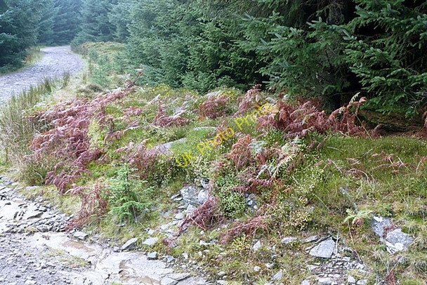 Photo 6"x4" On the forest road Mountain Ash\/Aberpennar c2008
