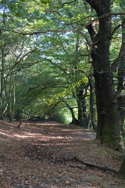 Photo 6"x4" Hampstead Heath Hampstead\/TQ2685 c2008