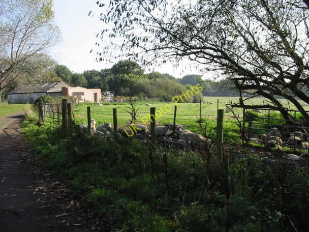 Photo 6"x4" Sheep sheltering from the sun Calcott\/TR1762 c2008