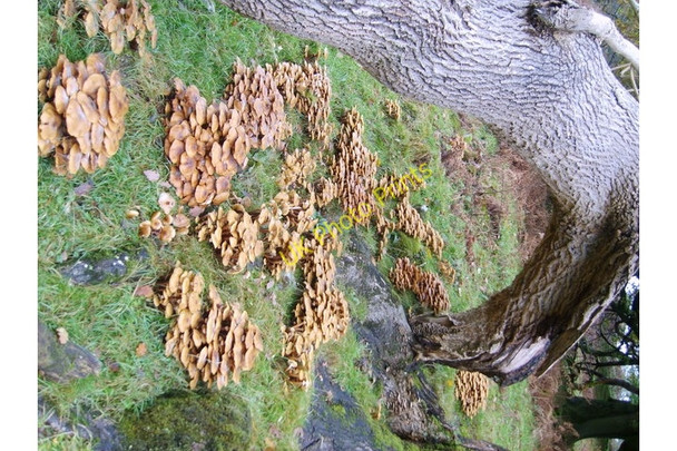 Photo 6"x4" Fungi and Stump Ambleside c2008
