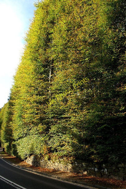 Photo 6"x4" Meikleour Beech Hedge Meikleour c2008