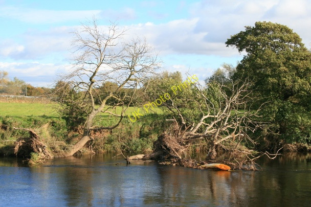 Photo 6"x4" Two Uprooted Trees. Ambaston c2008