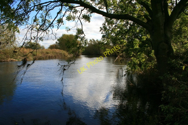 Photo 6"x4" An Ash reaches over the Derwent Ambaston c2008