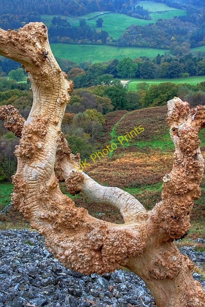 Photo 6"x4" Dead Tree, Hawnby Hill Hawnby c2008
