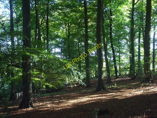 Photo 6"x4" Venus Wood, Chinnor Sprig's Alley c2008