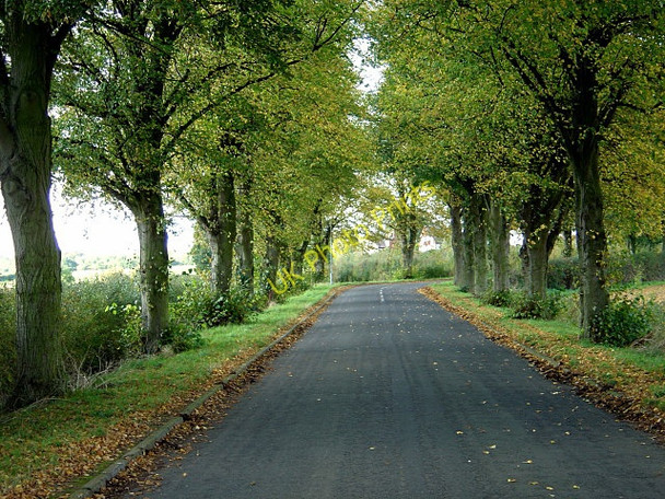 Photo 6"x4" The drive to Lowdham Grange Lowdham c2008