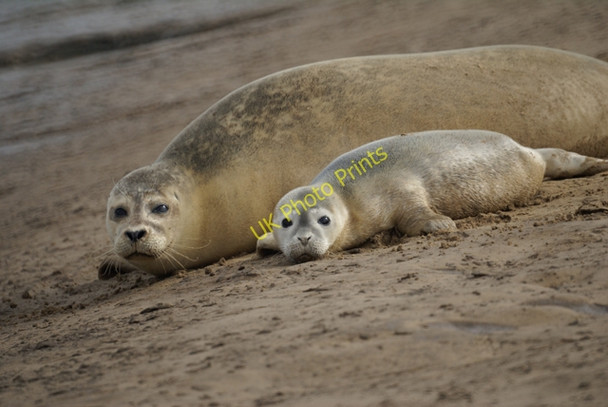 Photo 6"x4" Seals and pup between Titchwell and Brancaster Titchwell c2008
