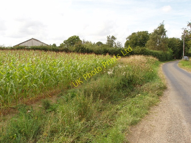 Photo 6"x4" Maize field near Daffy Green Thorpe Row c2007