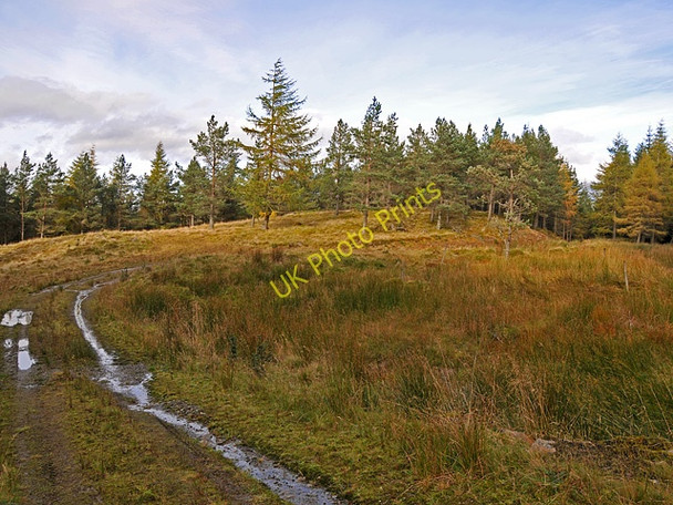 Photo 6"x4" Forest clearing Taymouth Castle c2008