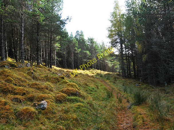 Photo 6"x4" Forest track Taymouth Castle c2008