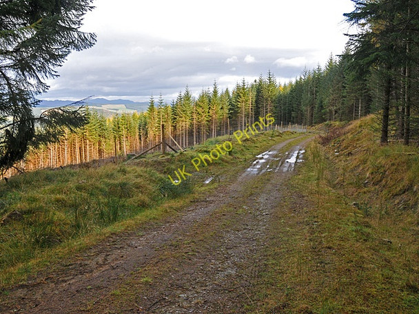 Photo 6"x4" Felled area beside the track Camserney c2008