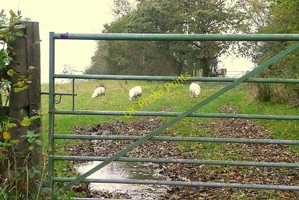 Photo 6"x4" Pasture at Bwlch-y-llidiart Pentrefelin\/SN5923 c2008