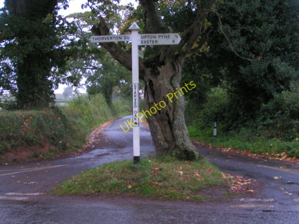 Photo 6"x4" Poor old starved oak Pye Corner\/SX9198 c2008