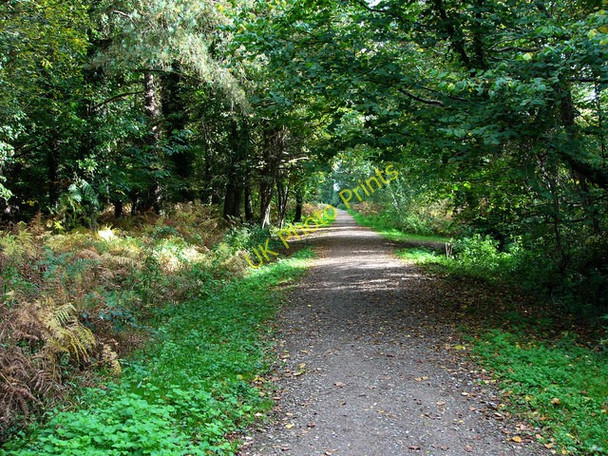 Photo 6"x4" Footpath in Creech Woods Denmead c2008