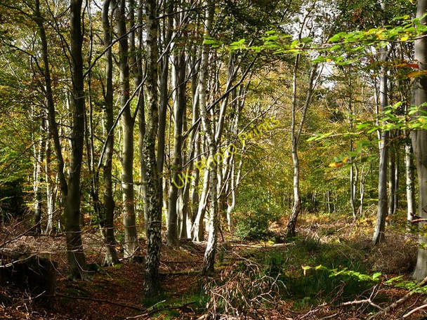 Photo 6"x4" Creech Woods Furzeley Corner c2008 P1
