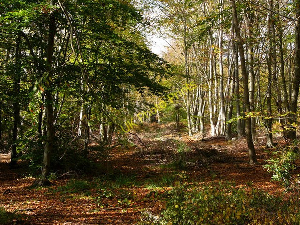 Photo 6"x4" Creech Woods Furzeley Corner c2008 P2