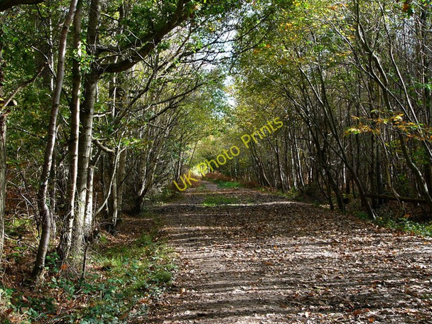 Photo 6"x4" Footpath in Creech Woods Furzeley Corner c2008
