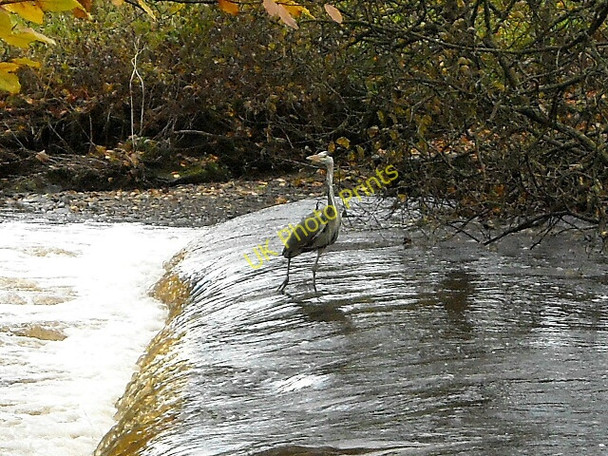 Photo 6"x4" Heron Patrolling Rotten Calder East Kilbride\/NS6354 c2008