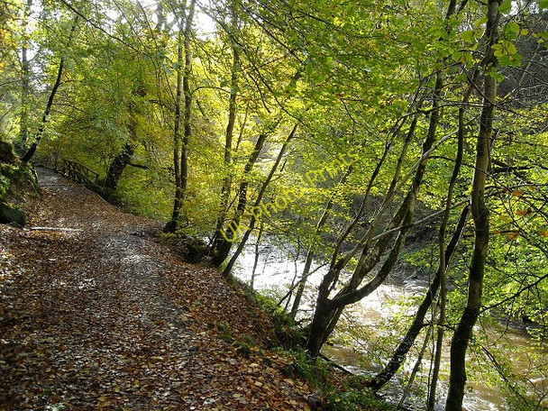 Photo 6"x4" Riverside Path in Calderglen Country Park East Kilbride\/NS6354 c2008