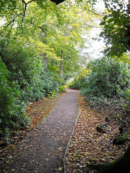 Photo 6"x4" Footpath in Calderglen Country Park East Kilbride\/NS6354 c2008