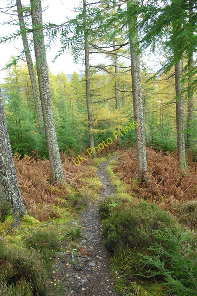 Photo 6"x4" Path down to the Loch Eil Outward Bound Centre. Blaich c2008