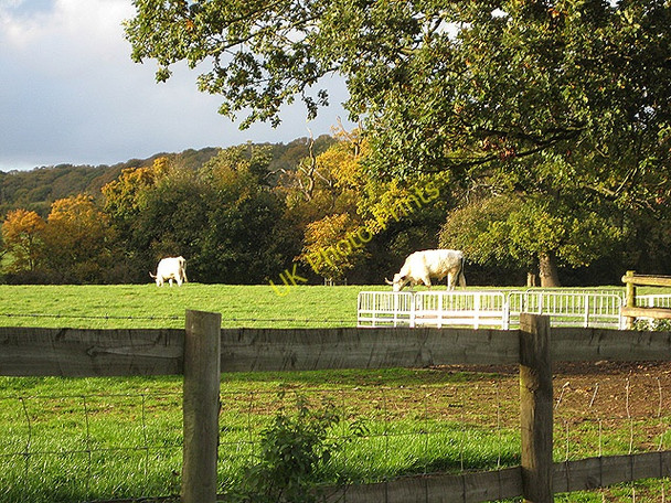Photo 6"x4" Cattle grazing in autumn sunshine Bromesberrow c2008