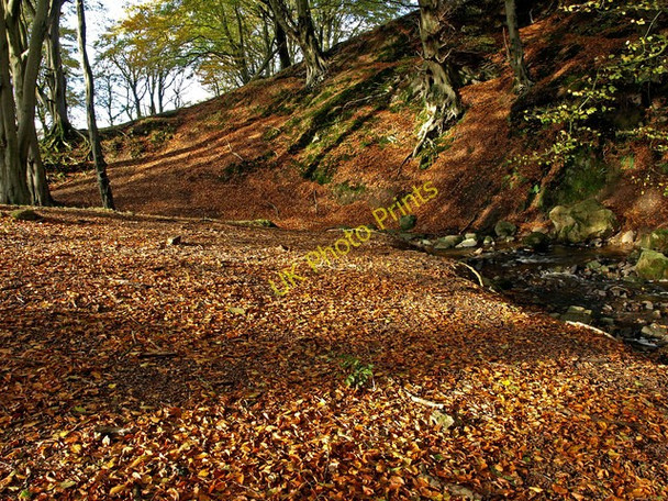 Photo 6"x4" Beech Leaves Blairland c2008