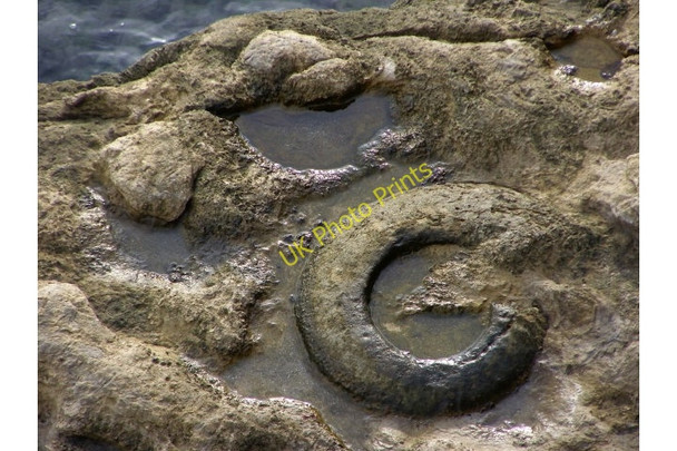 Photo 6"x4" Worn ammonite fossil, Hedbury Langton Matravers c2008