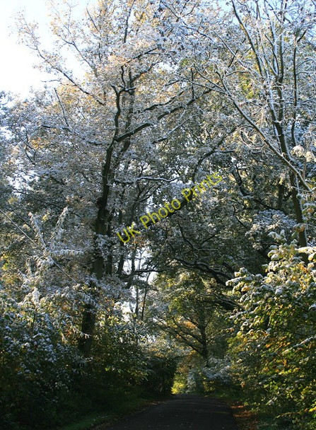Photo 6"x4" October snow, Froyle Road Powntley Copse c2008
