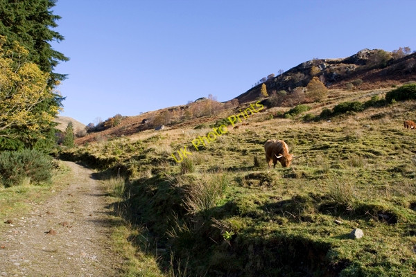 Photo 6"x4" Start of track leading to Donich Water Lochgoilhead c2008
