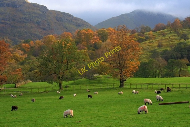 Photo 6"x4" Pasture, Deepdale Bridgend\/NY3914 c2008