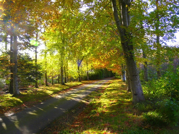 Photo 6"x4" Autumn at Dunrobin Castle Golspie c2008