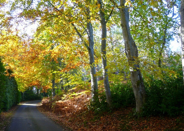Photo 6"x4" Dunrobin Castle driveway Golspie c2008