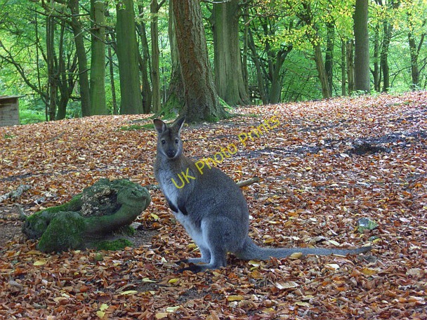 Photo 6"x4" Wallaby in Rowe Wood, Fawley Greenlands\/SU7785 c2008