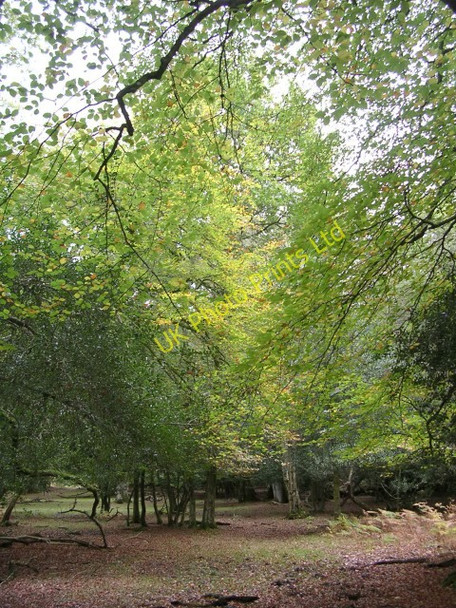 Photo 6"x4" South Bentley Wood in the autumn, New Forest Fritham c2005