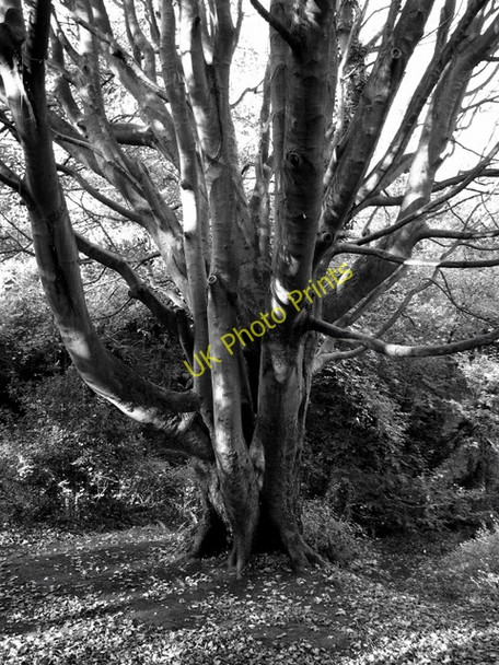 Photo 6"x4" Tree, Stricklands Glen Bangor\/J5081 c2008